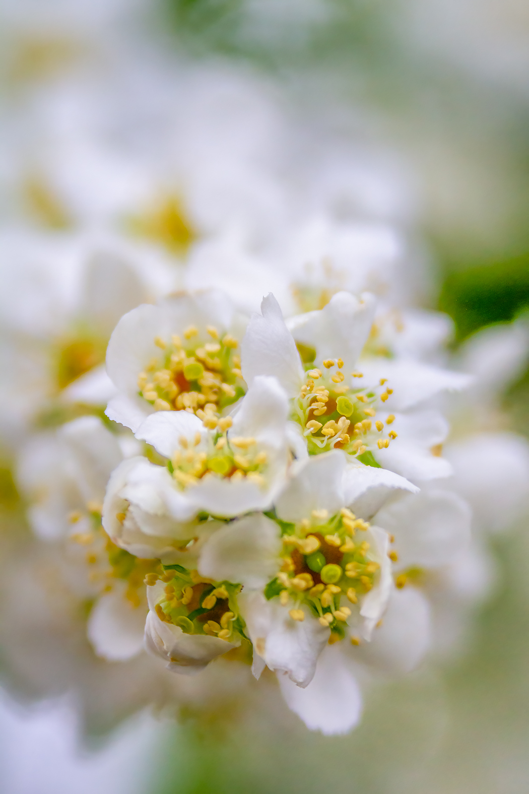 Mayday blossoms close up, My Backyard, Strathmore, AB, 2024-05-17
