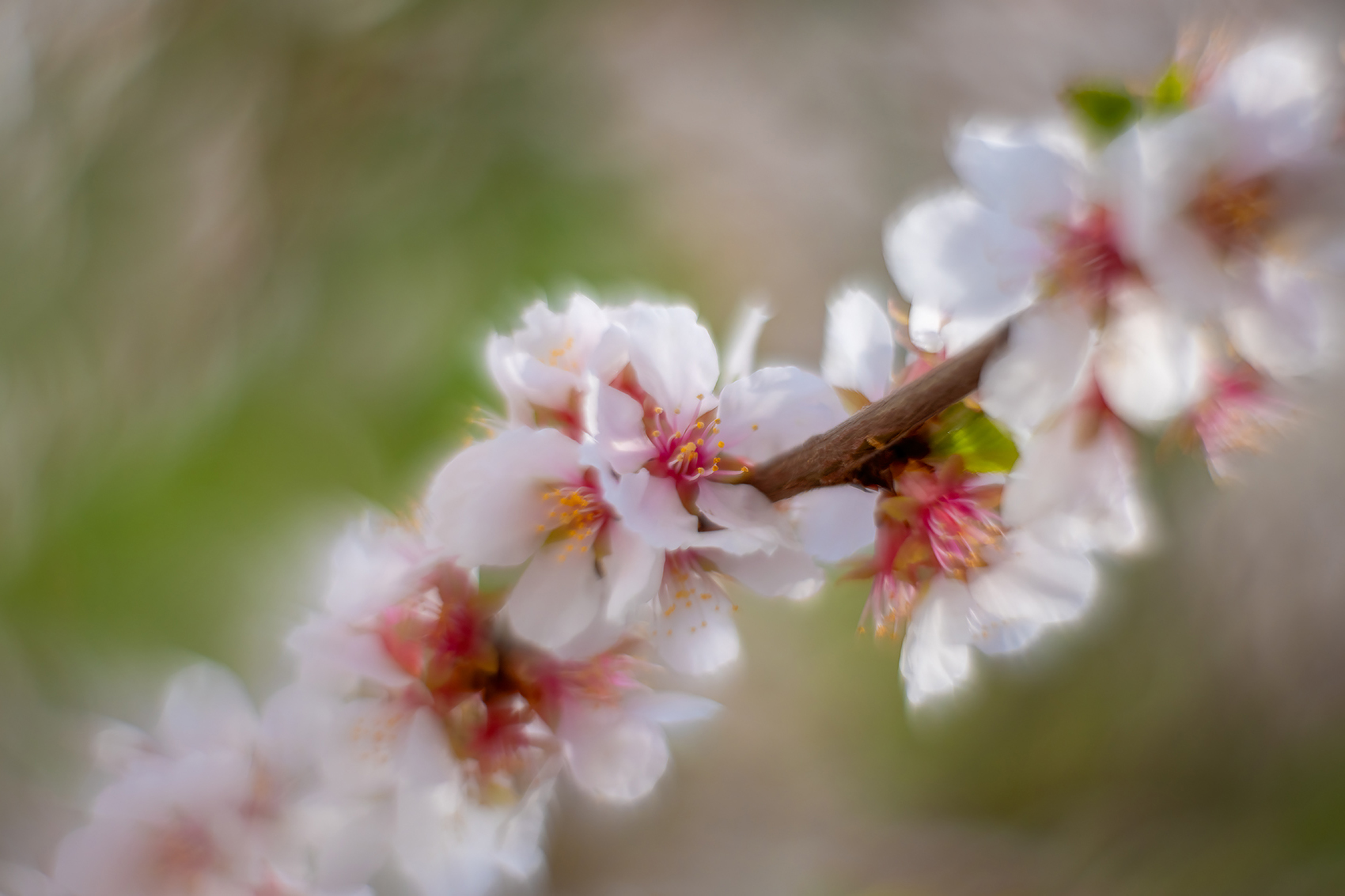Blossoms by the porch 01, Sunnyridge Farm, Kirriemuir, Alberta, 2024-05-18