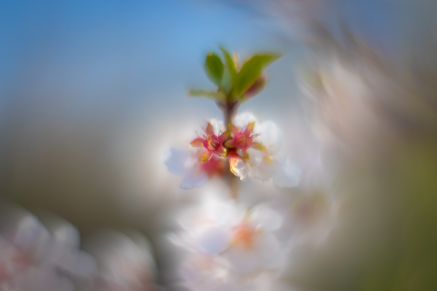 Apple blossom 04, Sunnyridge Farm, Kirriemuir, Alberta, 2024-05-18