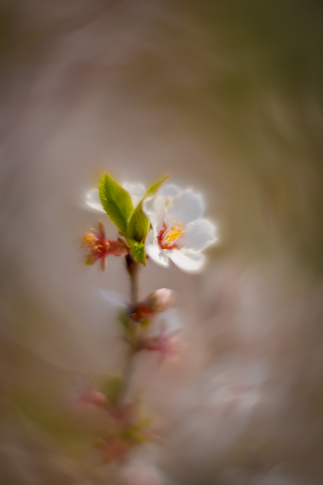 Apple blossom 01, Sunnyridge Farm, Kirriemuir, Alberta, 2024-05-18