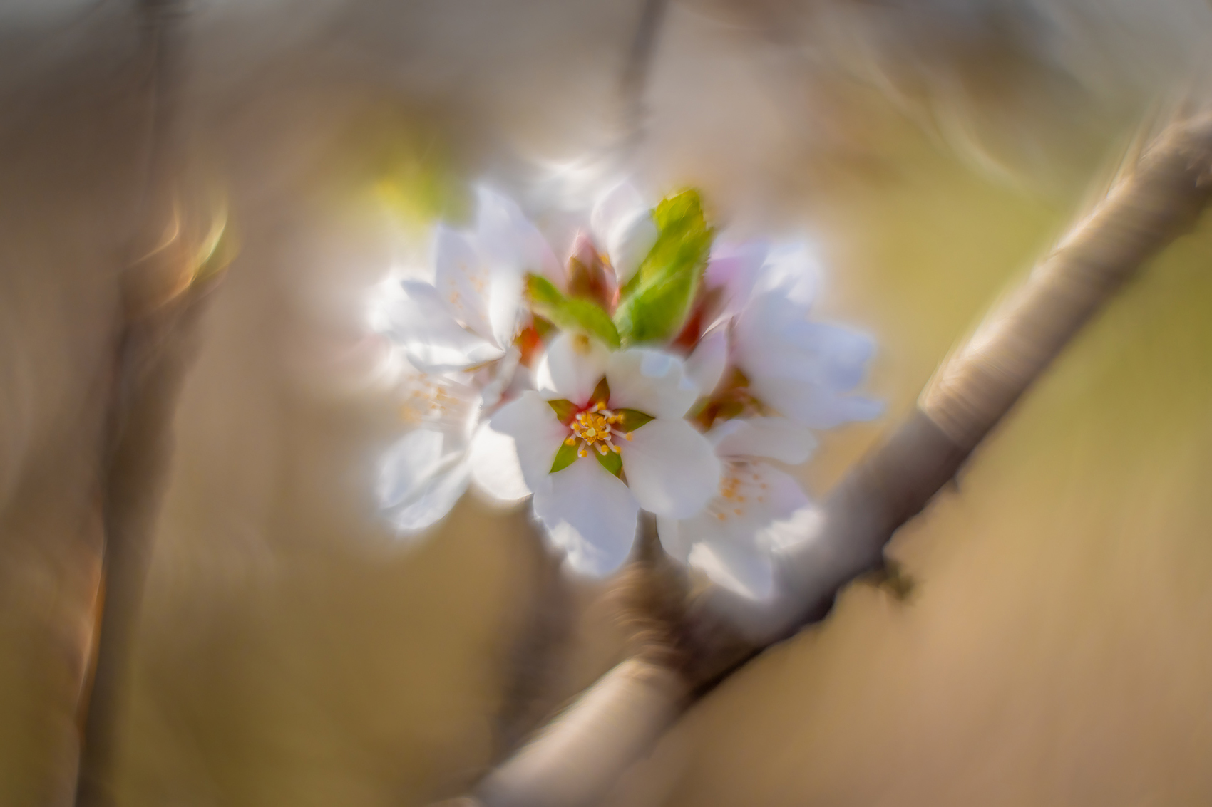 Cherry blossoms 01, Sunnyridge Farm, Kirriemuir, Alberta, 2024-05-18