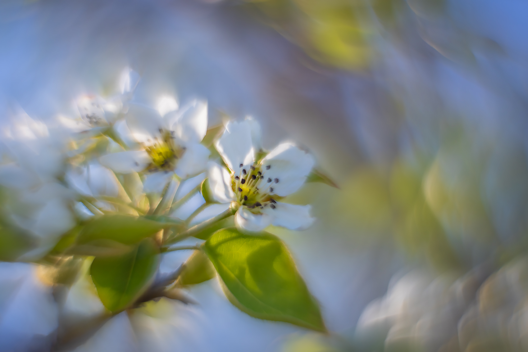 Cherry blossoms 05, Sunnyridge Farm, Kirriemuir, Alberta, 2024-05-18