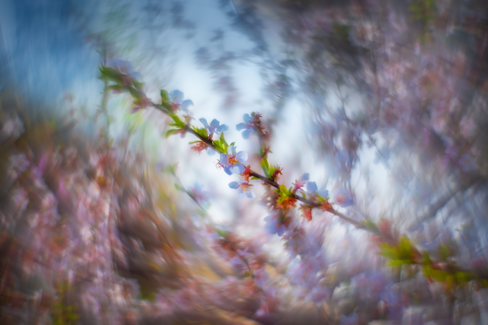 Cherry blossoms 04, Sunnyridge Farm, Kirriemuir, Alberta, 2024-05-18
