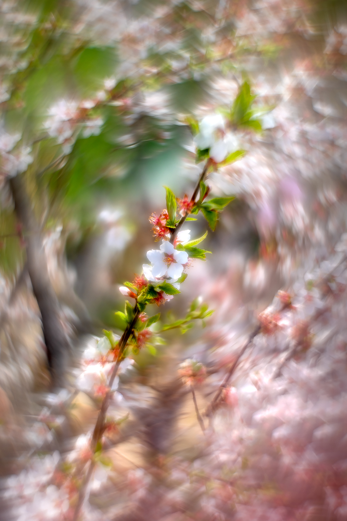 Apple blossom 02, Sunnyridge Farm, Kirriemuir, Alberta, 2024-05-18