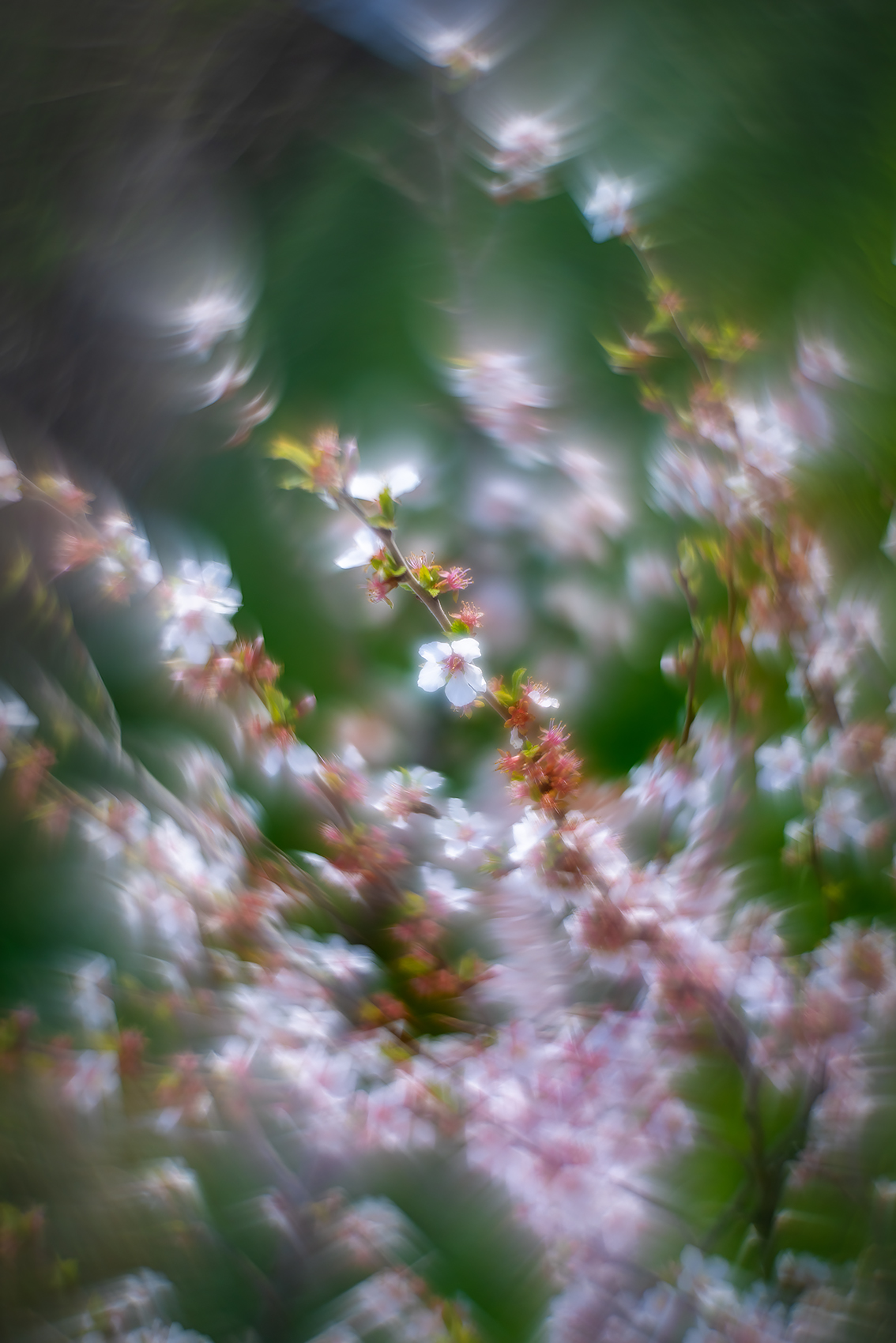 Apple blossom 05, Sunnyridge Farm, Kirriemuir, Alberta, 2024-05-18