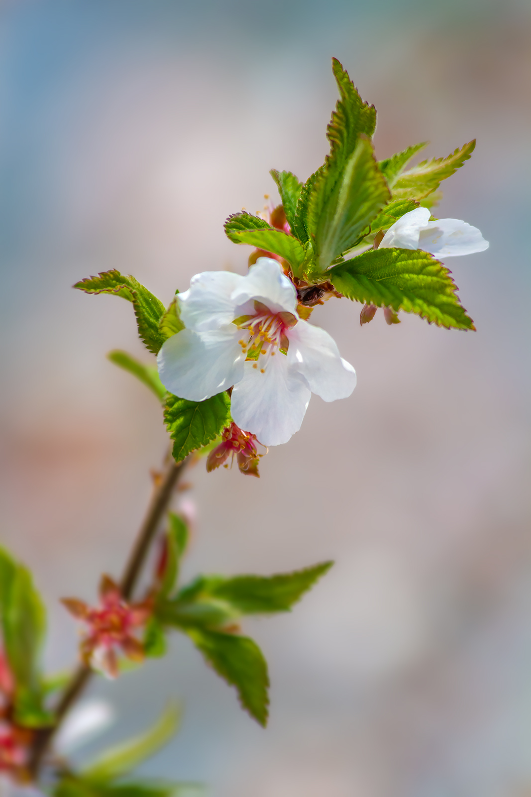Cherry blossoms 07, Sunnyridge Farm, Kirriemuir, Alberta, 2024-05-18