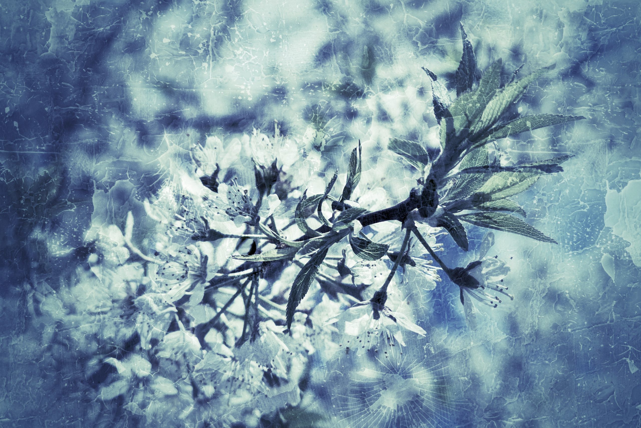 Hipster stylized plants 03, Hospital Grounds, Provost, AB, 2024-05-18