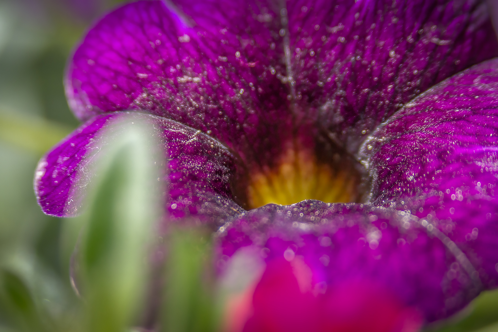Memory hole, Purple something something, My Front Yard, Strathmore, AB, 2024-05-21