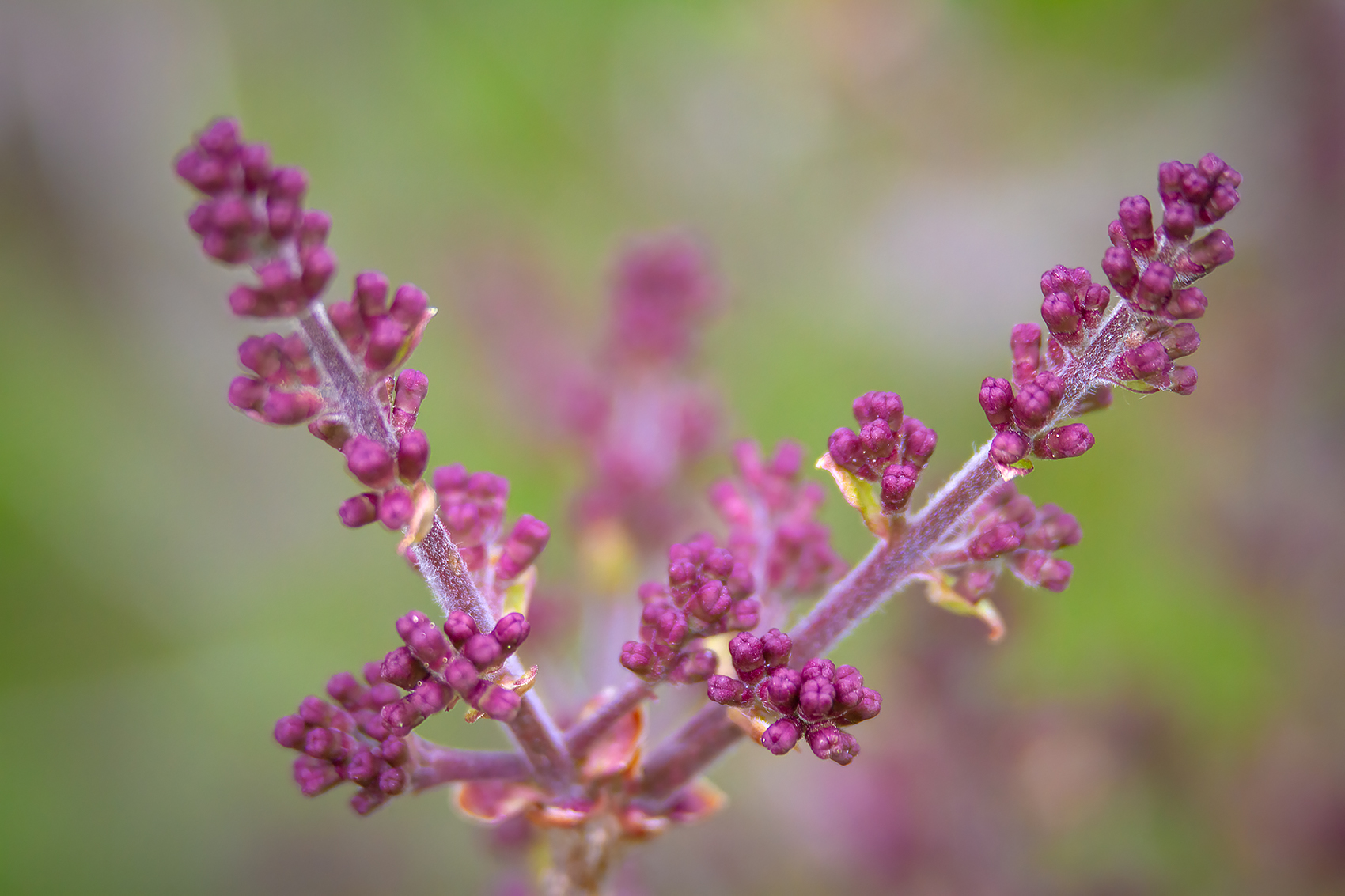 Lilac progression, My Front Yard, Strathmore, AB, 2024-05-21
