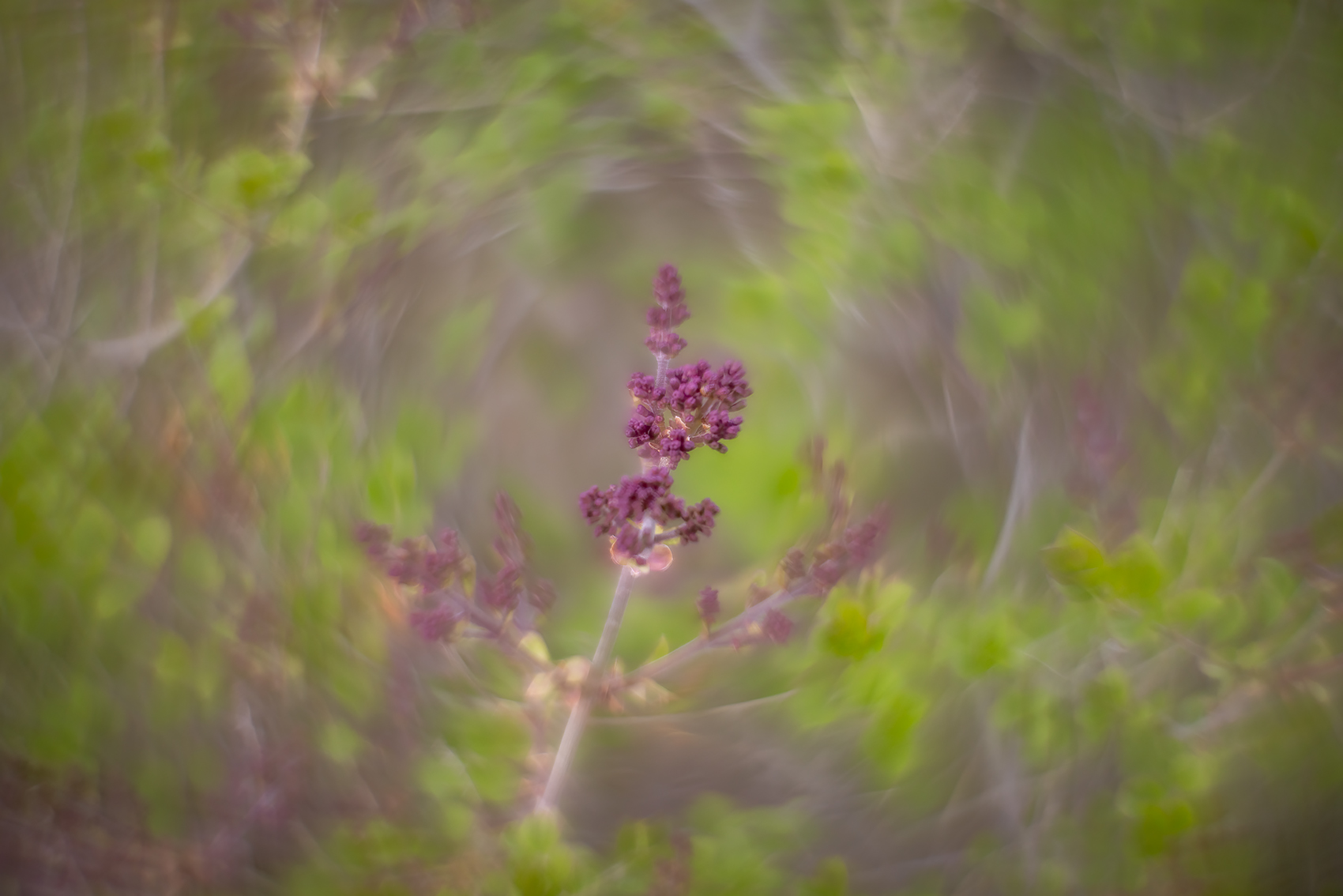 Another swing at the lilacs, My Front Yard, Strathmore, AB, 2024-05-21