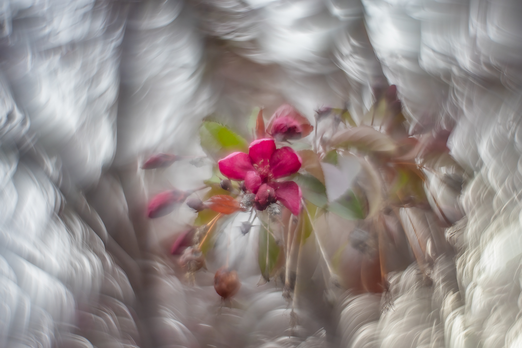 First for 2024, Ornamental Flowering Crab, My Backyard, Strathmore, AB, 2024-05-21