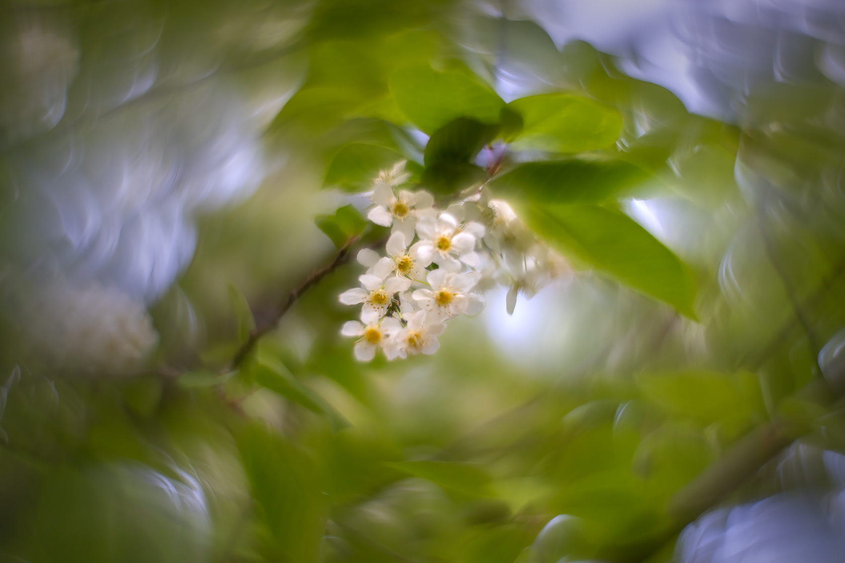 Center of attention, Mayday Tree, My Backyard, Strathmore, AB, 2024-05-21