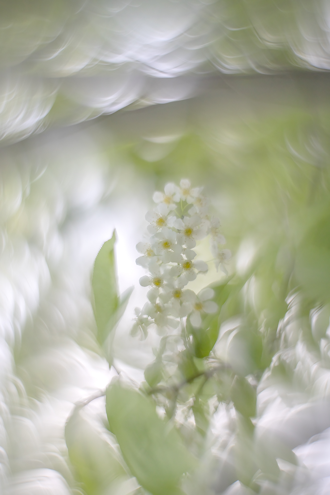 Pales in comparison, Mayday Tree, My Backyard, Strathmore, AB, 2024-05-21