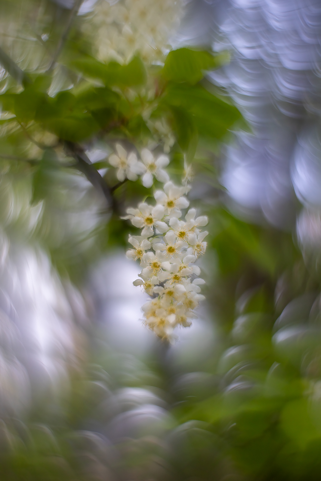 Down the up escalator, Mayday Tree, My Backyard, Strathmore, AB, 2024-05-21