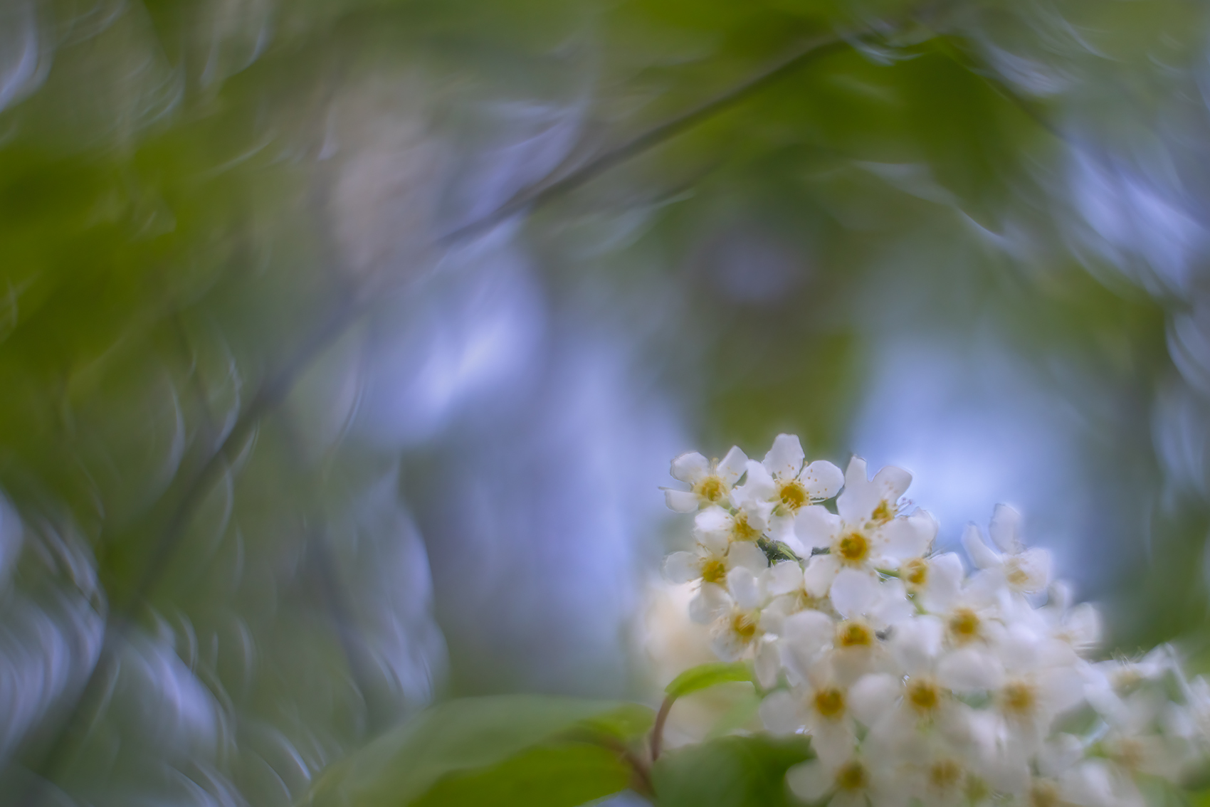 Cornered, Mayday Tree, My Backyard, Strathmore, AB, 2024-05-21