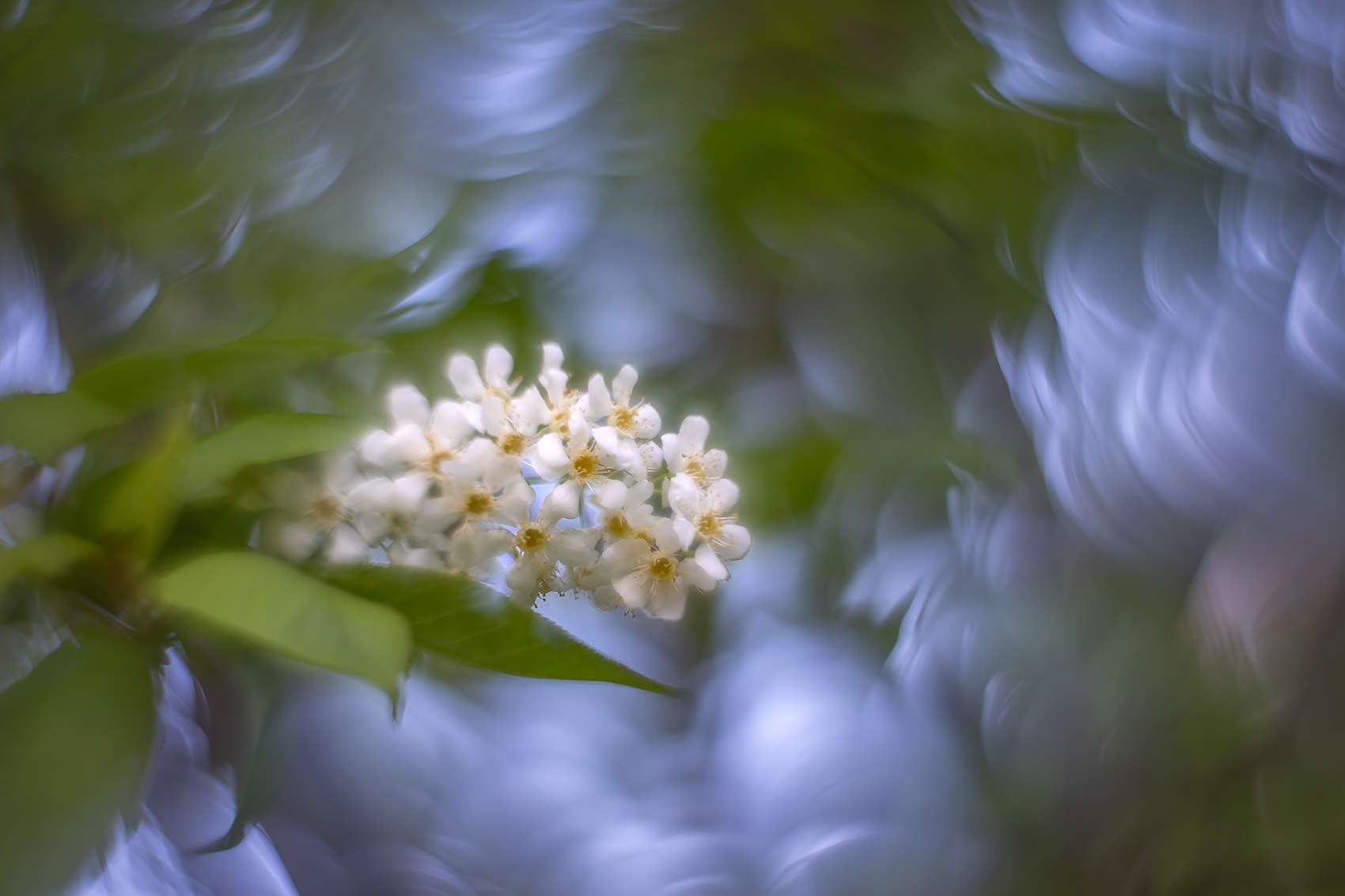 Not on the level, Mayday Tree, My Backyard, Strathmore, AB, 2024-05-21