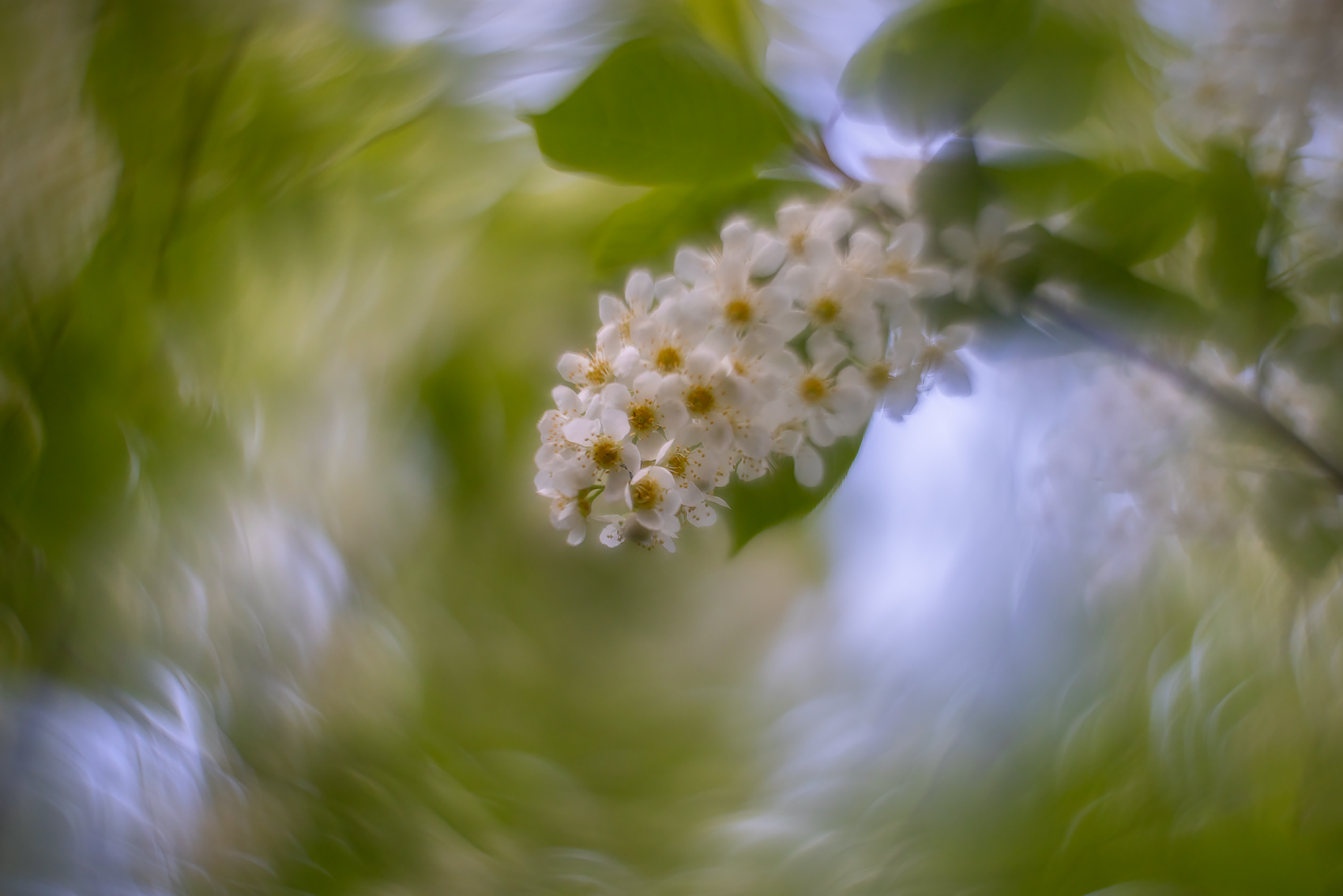 Hanging around, Mayday Tree, My Backyard, Strathmore, AB, 2024-05-21