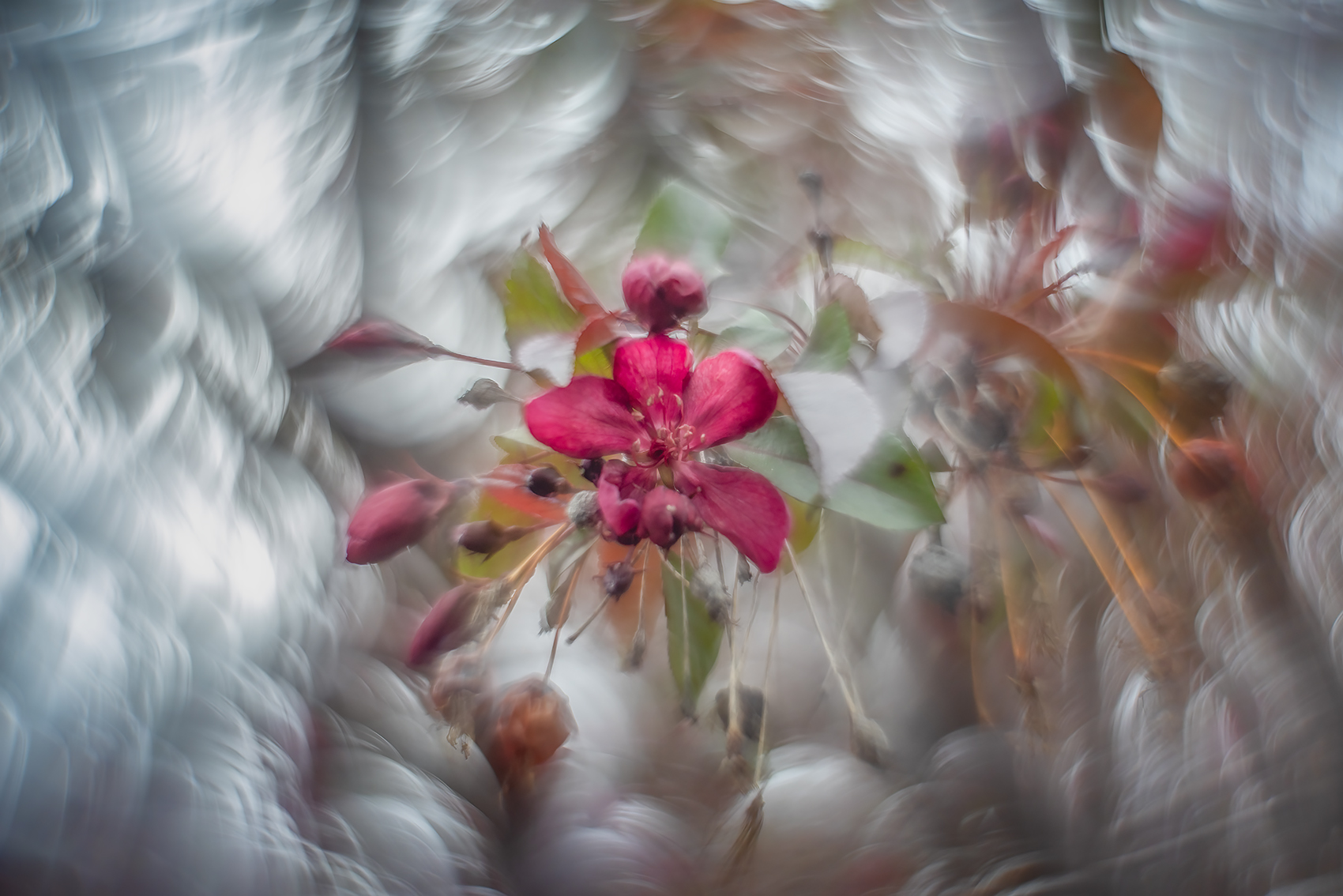Fresh blossom, Ornamental Apple Tree, My Backyard, Strathmore, AB, 2024-05-22