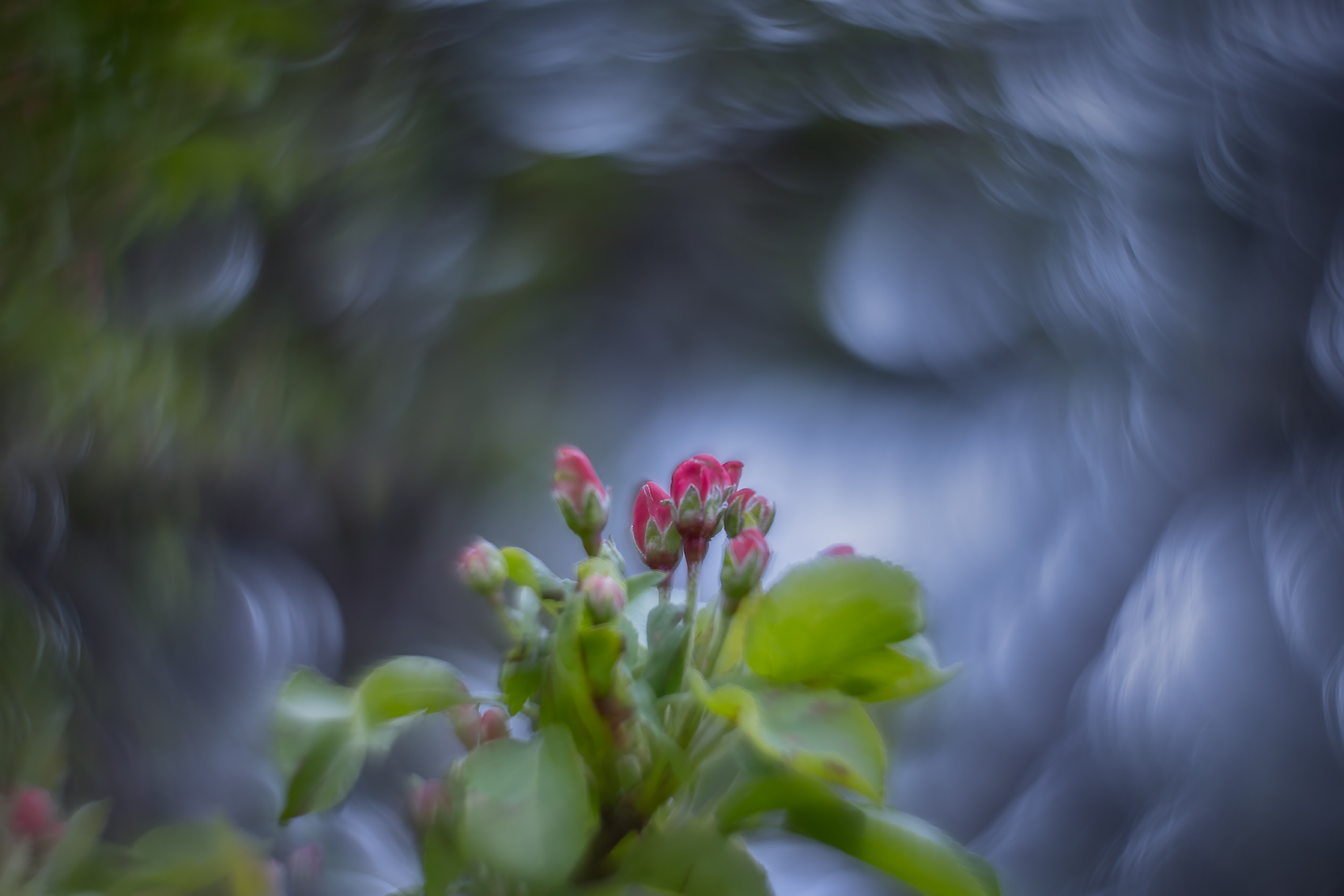 The crab is less crabby, Flowering Crab, Thornbriar Green, Strathmore, AB, 2024-05-22