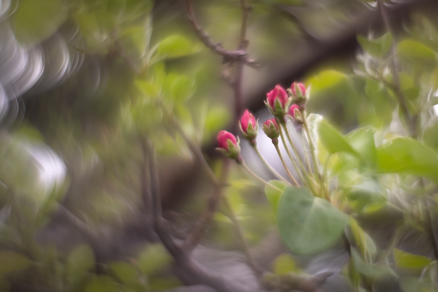 Taking a stab, Flowering Crab, Thornbriar Green, Strathmore, AB, 2024-05-22