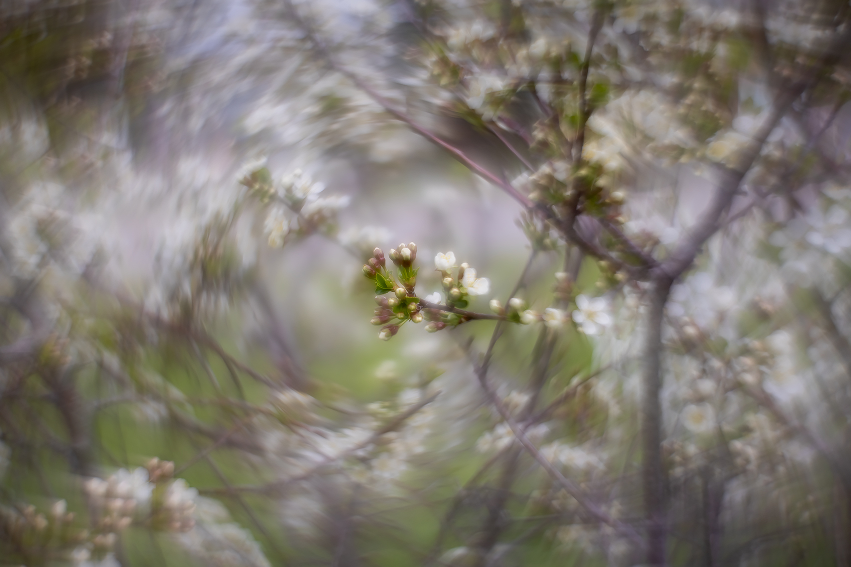 Awesome blossoms, Ornamental Apple Tree, Thomas Drive, Strathmore, AB, 2024-05-22