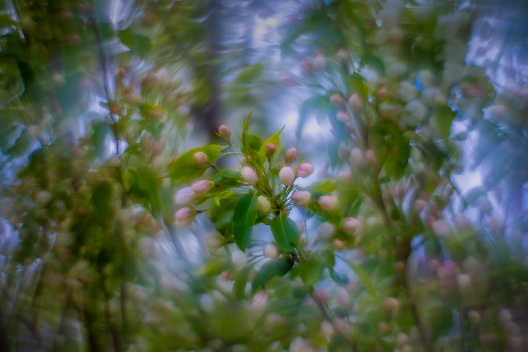 Local colour, Ornamental Apple Tree, Thomas Drive, Strathmore, AB, 2024-05-22