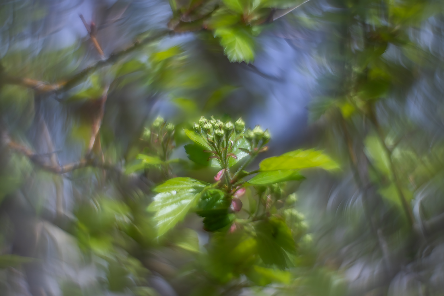 Green something something, Thomas Drive, Strathmore, AB, 2024-05-22