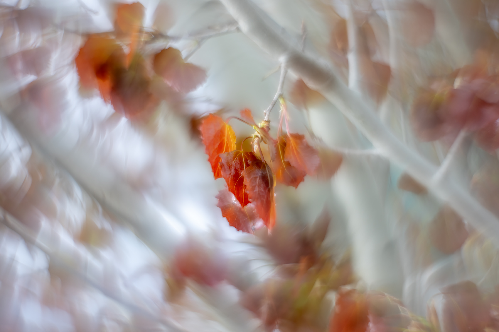 Seeing Red, Centennial Drive, Strathmore, AB, 2024-05-22