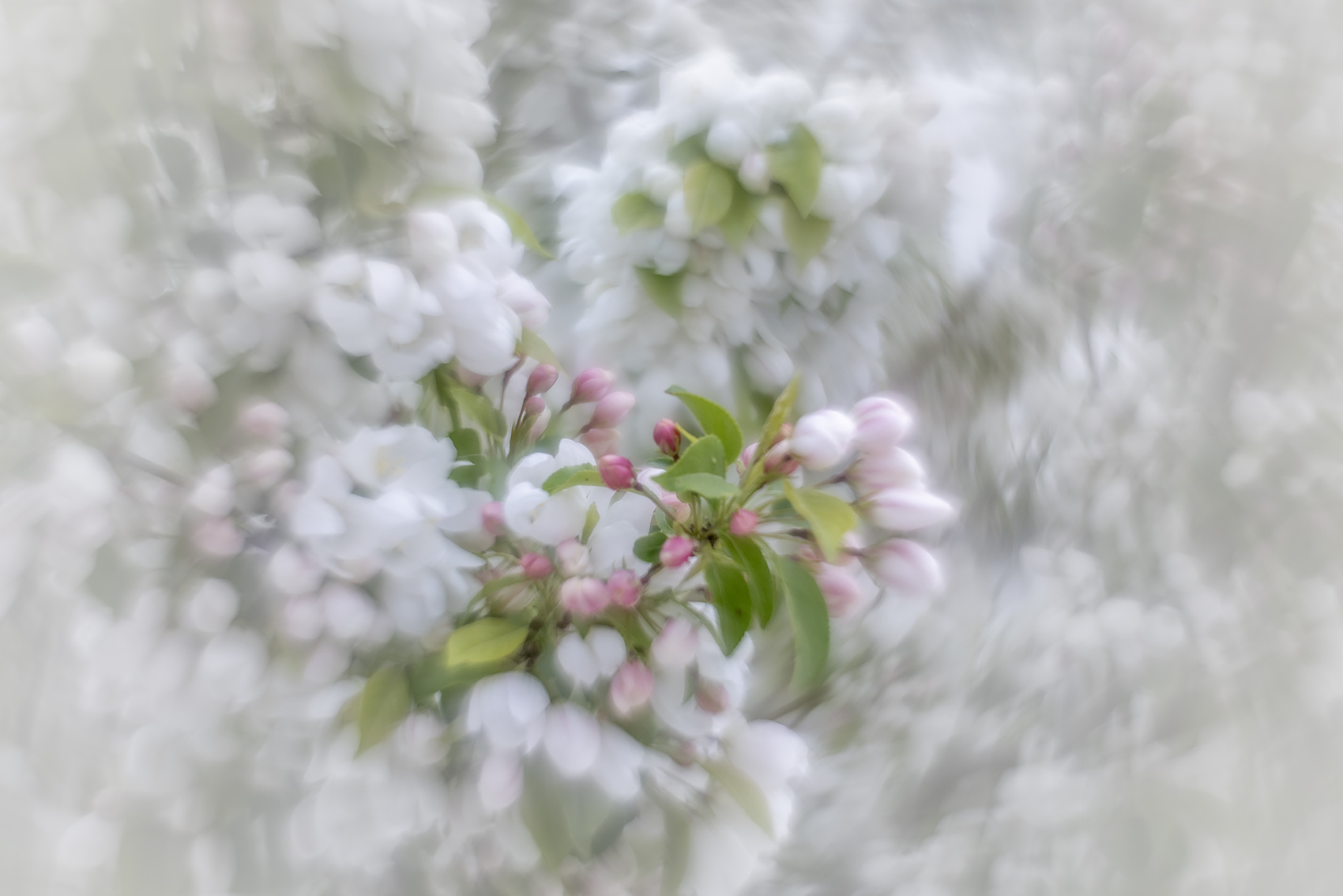 Eye of the storm, Apple Tree, Kinsmen Park, Strathmore, AB, 2024-05-22