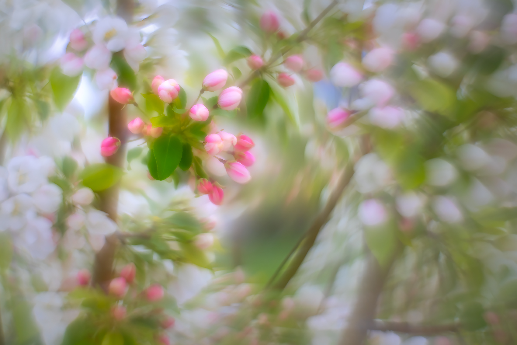 Repeat offender, Apple Tree, Thomas Drive, Strathmore, AB, 2024-05-22