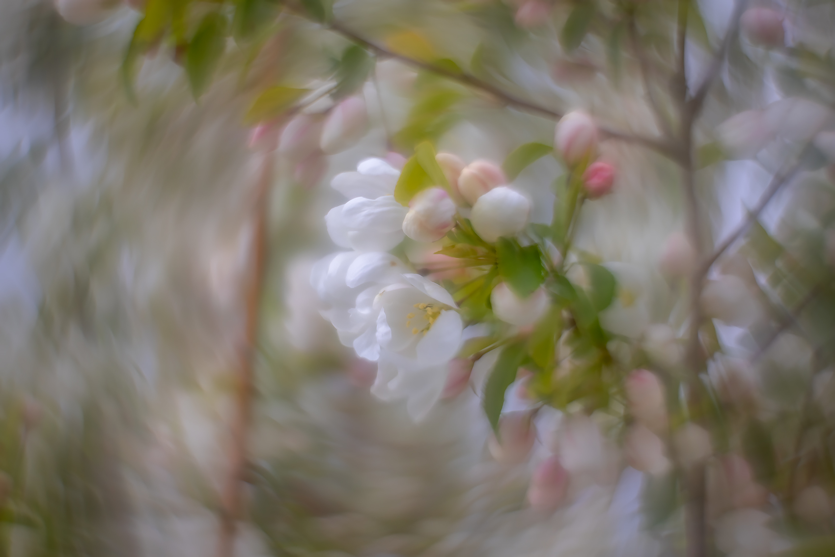 White's alright, Apple Tree, Thomas Drive, Strathmore, AB, 2024-05-22
