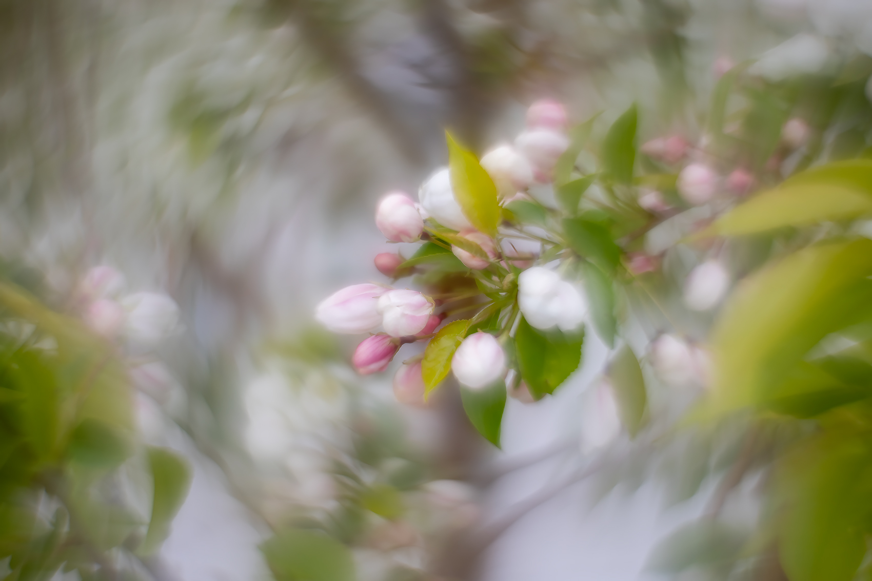 Leftovers for dinner, Apple Tree, Thomas Drive, Strathmore, AB, 2024-05-22