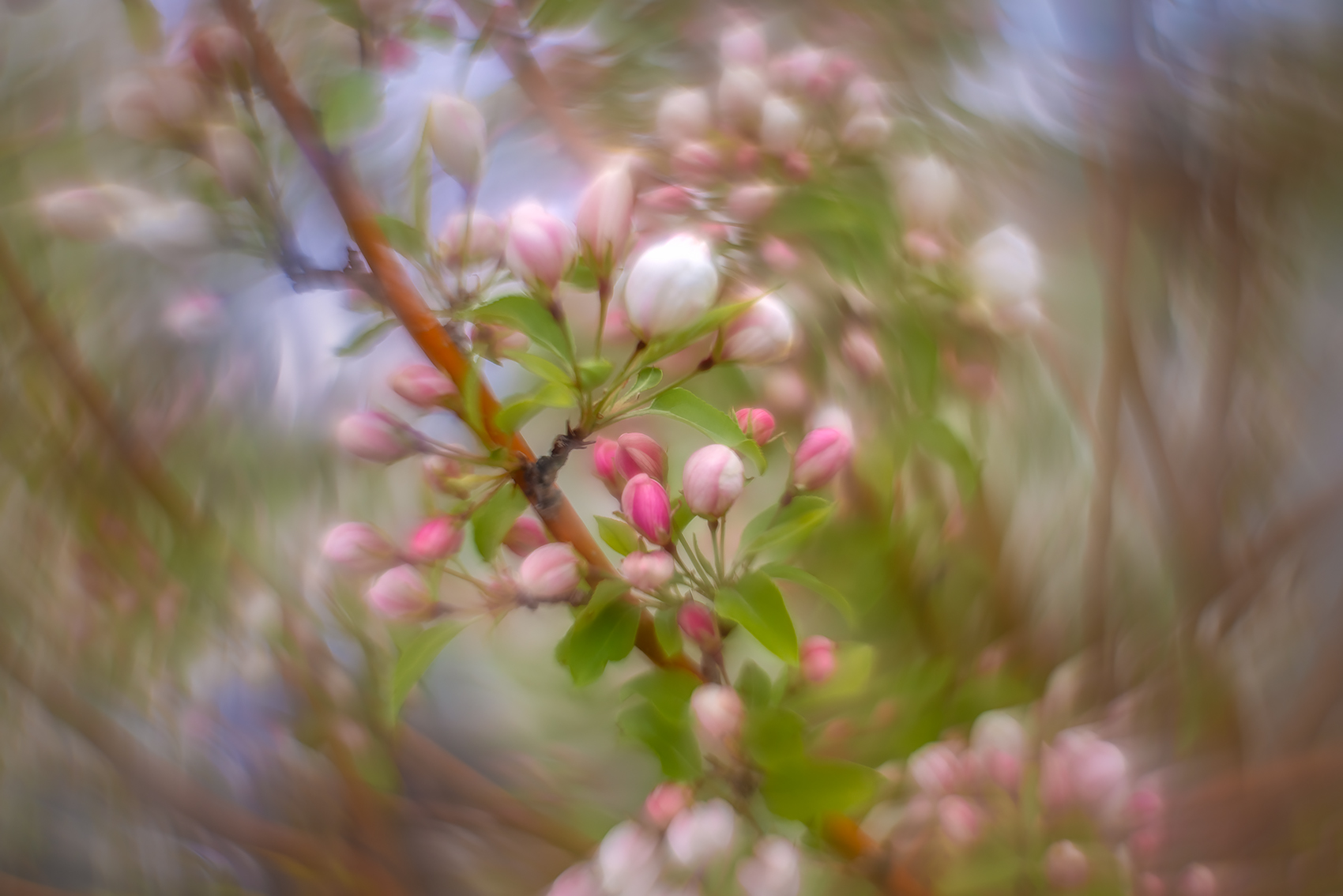 Redundant, Ornamental Apple Tree, Thomas Drive, Strathmore, AB, 2024-05-22