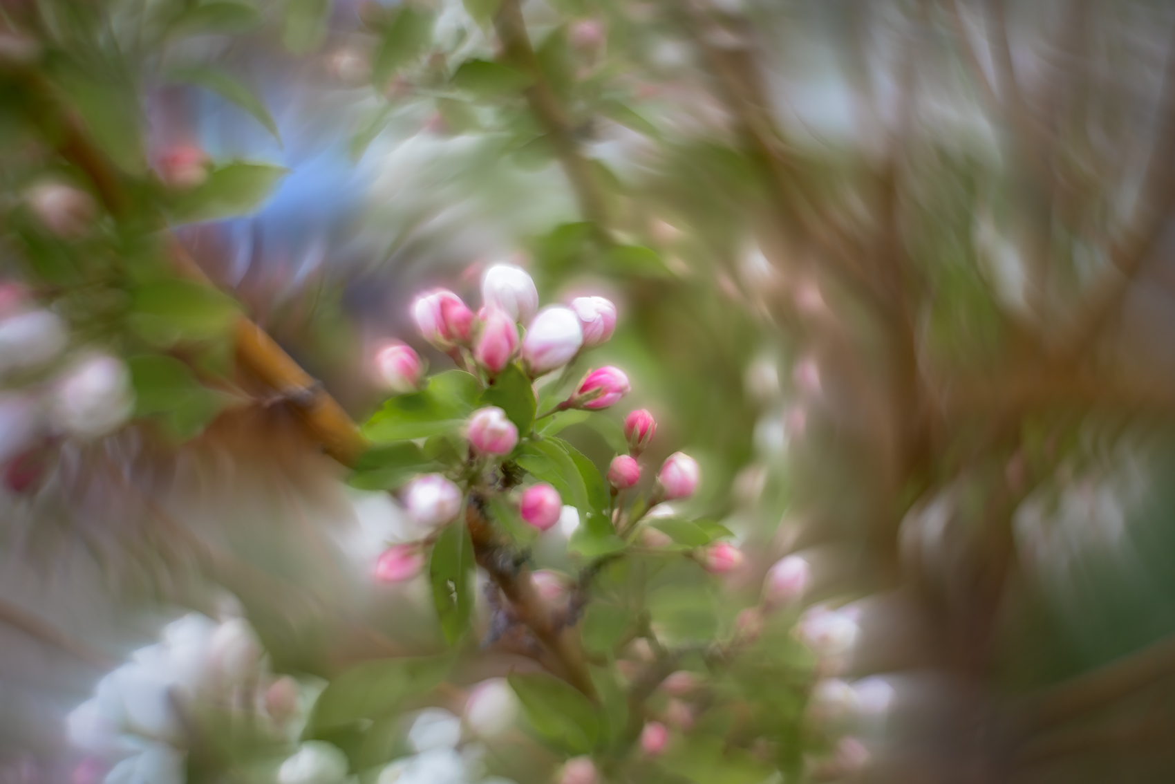 Sit a spell, Apple Tree, Thomas Drive, Strathmore, AB, 2024-05-22