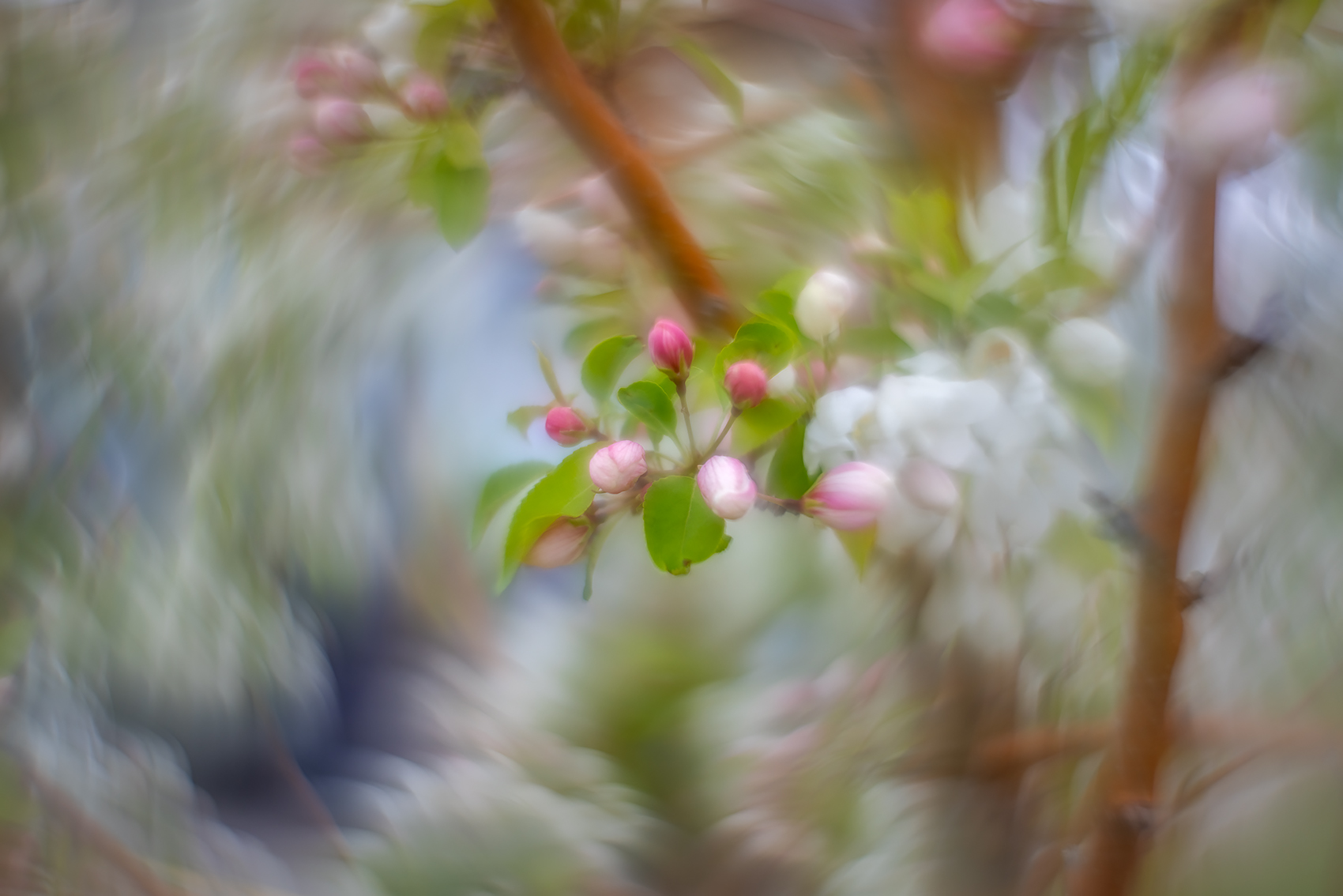 Same old same old, Apple Tree, Thomas Drive, Strathmore, AB, 2024-05-22