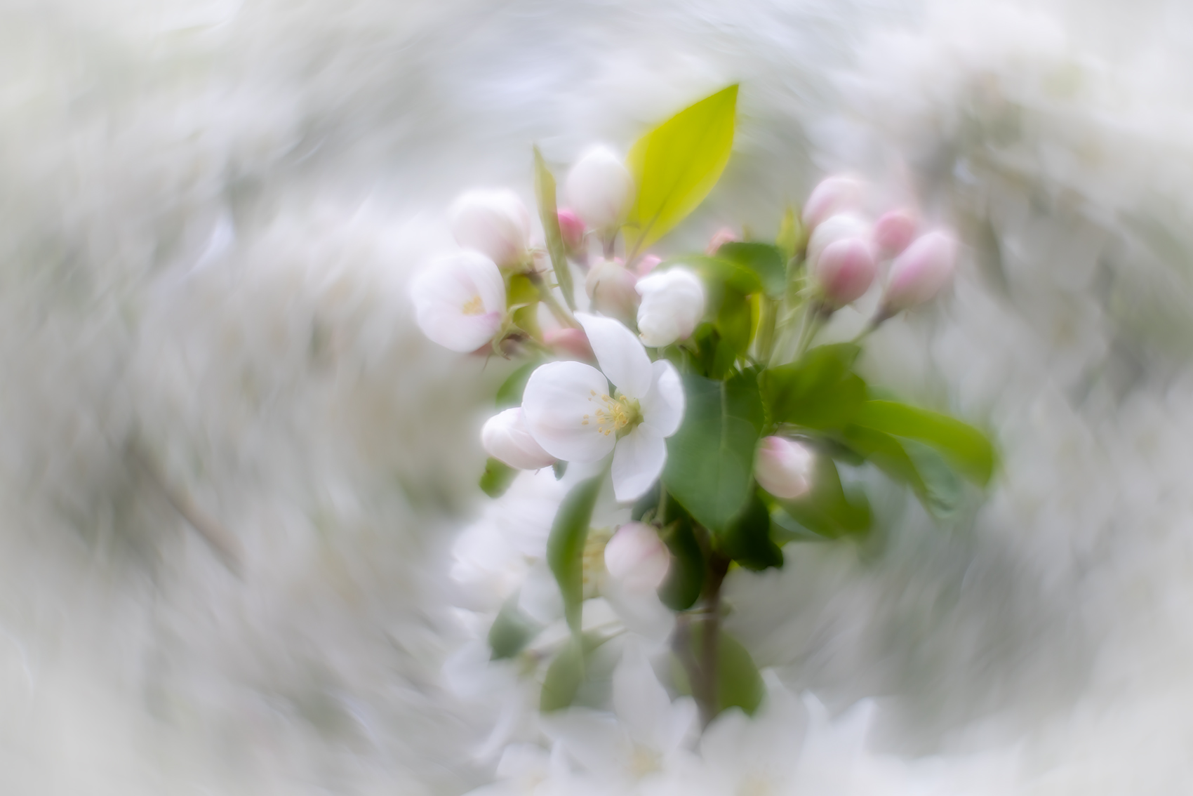 White on your wedding day, Apple Tree, Kinsmen Park, Strathmore, AB, 2024-05-22