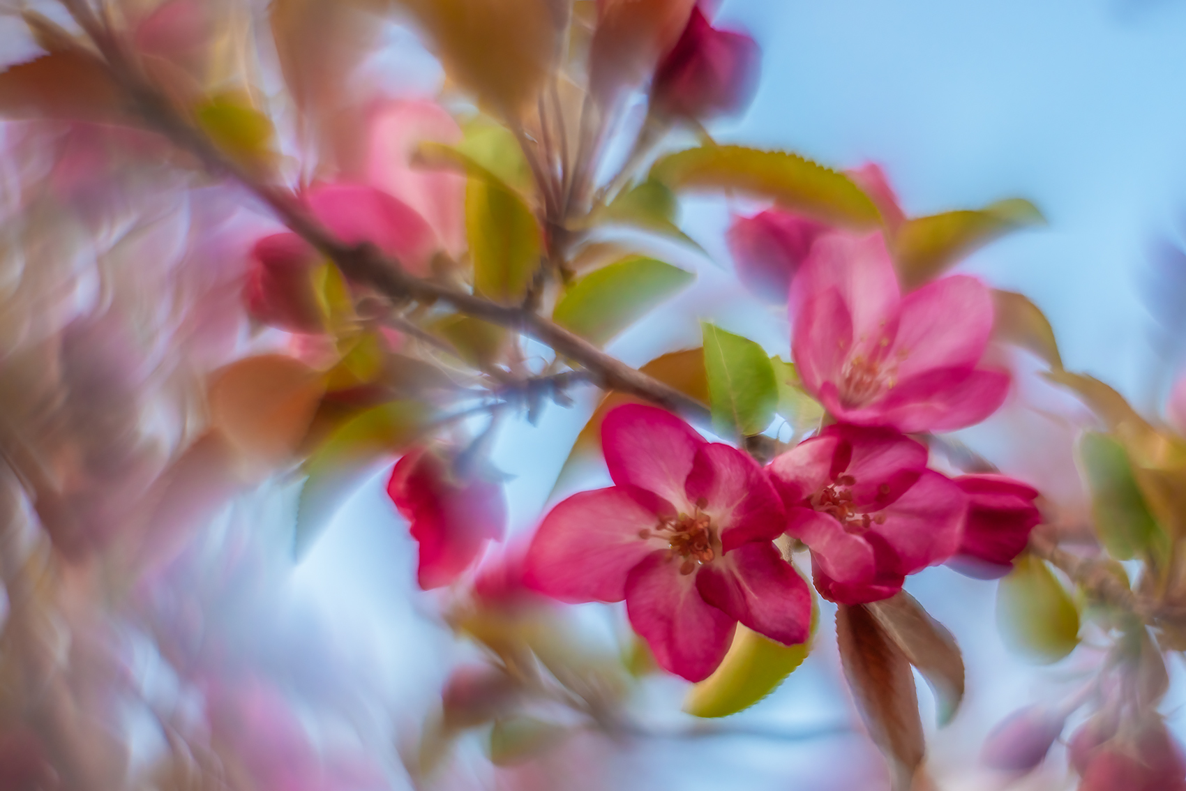 Some more pinks, Ornamental Crab, Main Street, Strathmore, AB, 2024-05-22