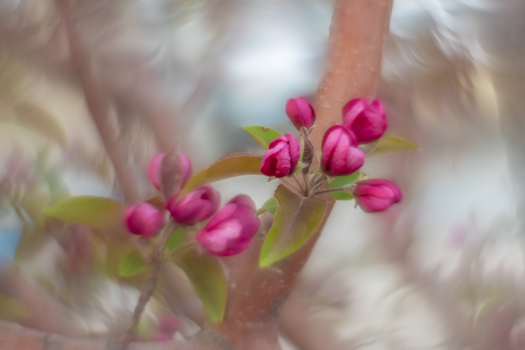 Bouquet of hearts, Ornamental Crab, Main Street, Strathmore, AB, 2024-05-22