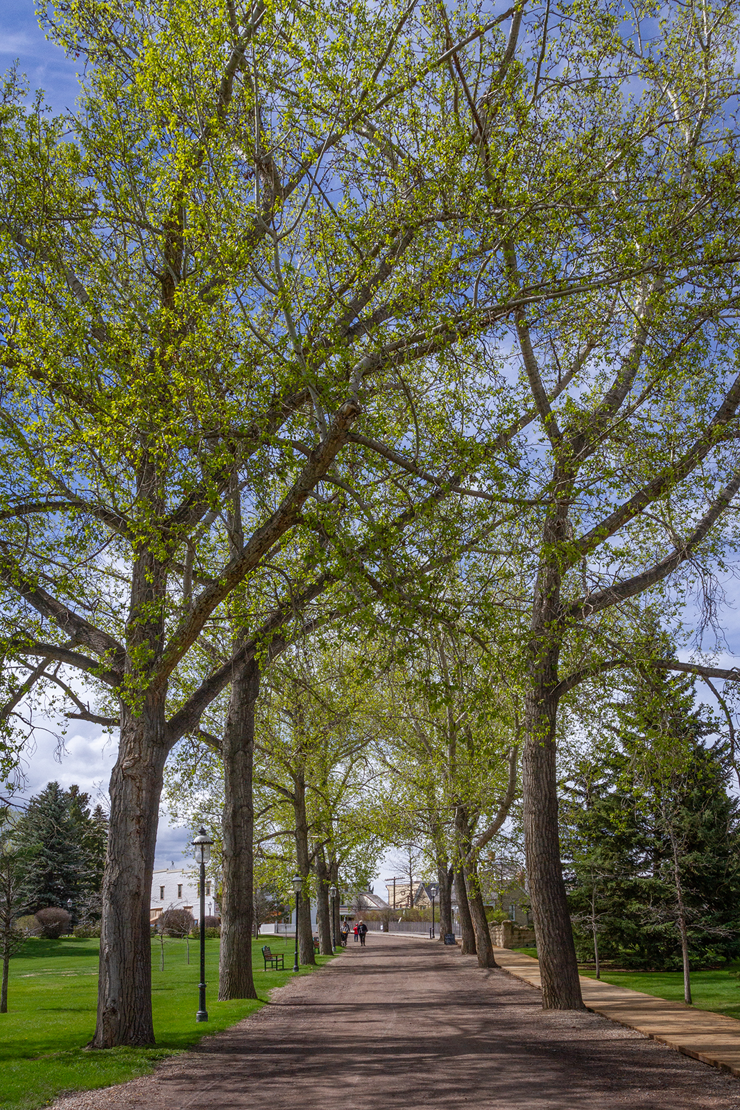 Tall trees, Heritage Park, Calgary, AB, 2024-05-25
