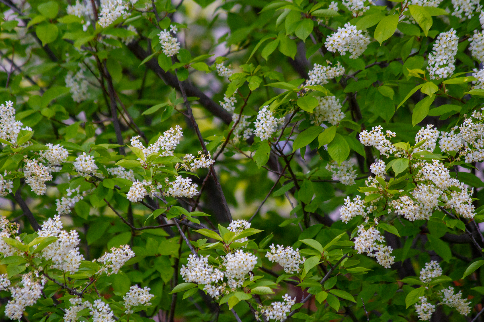 Proof of life, My Backyard, Strathmore, AB, 2024-05-26