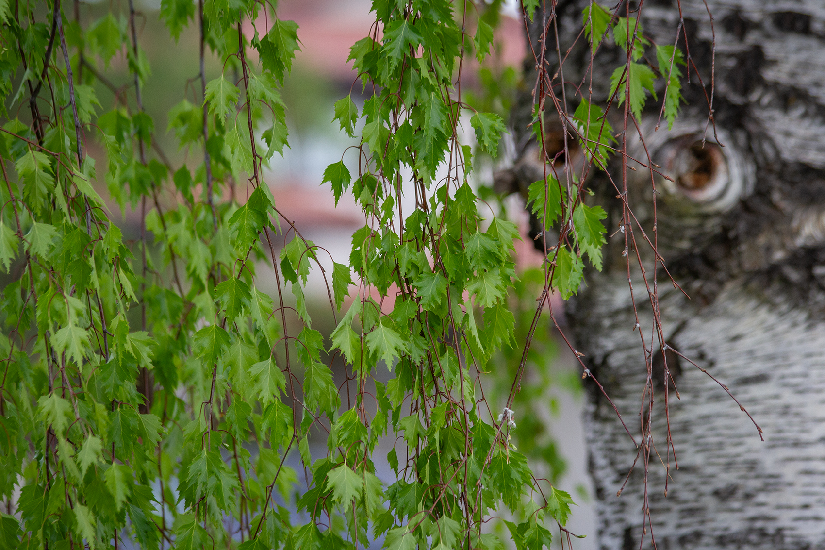 It weeps for you, My Front Yard, Strathmore, AB, 2024-05-26