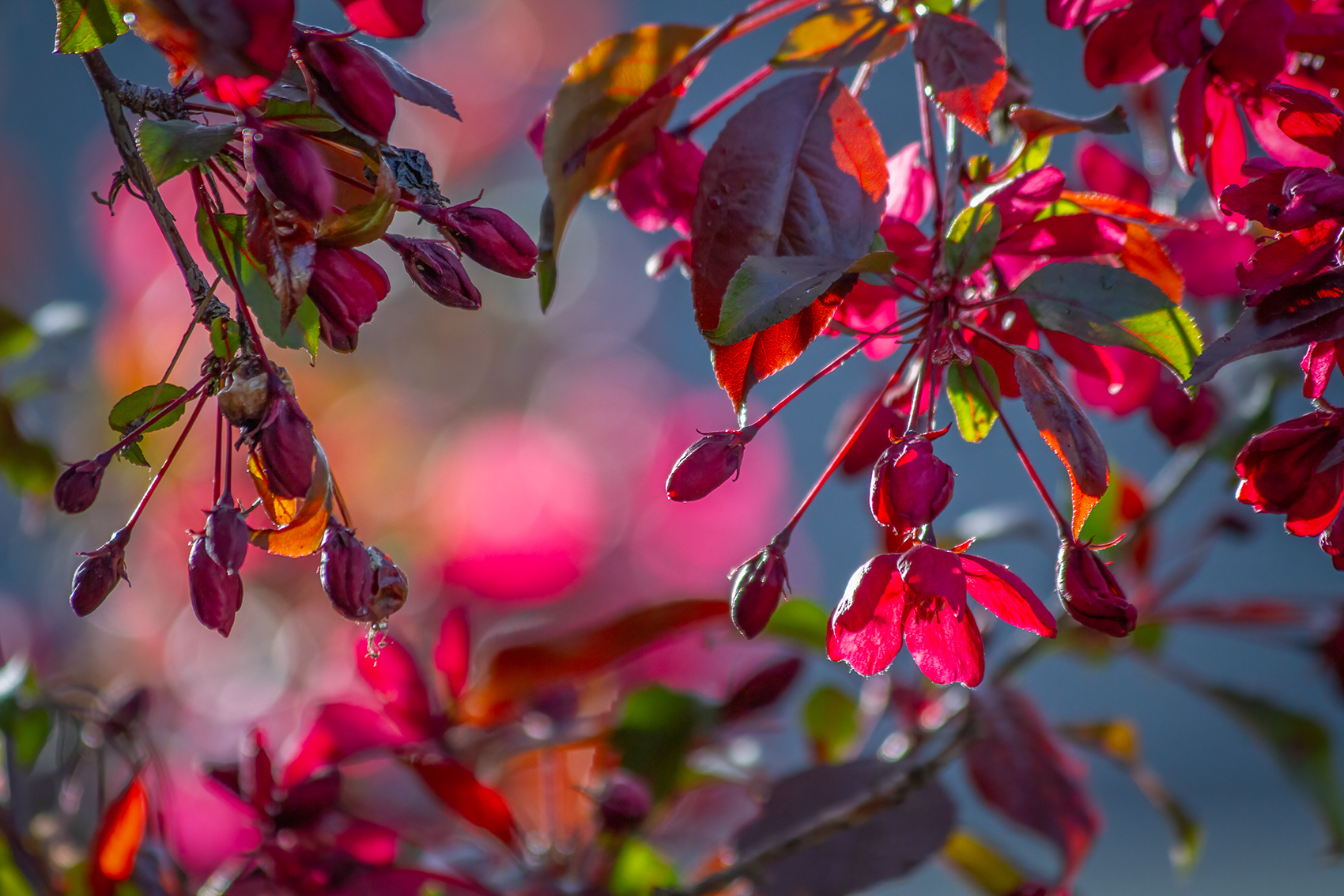 Splash of colour, My Backyard, Strathmore, AB, 2024-05-26