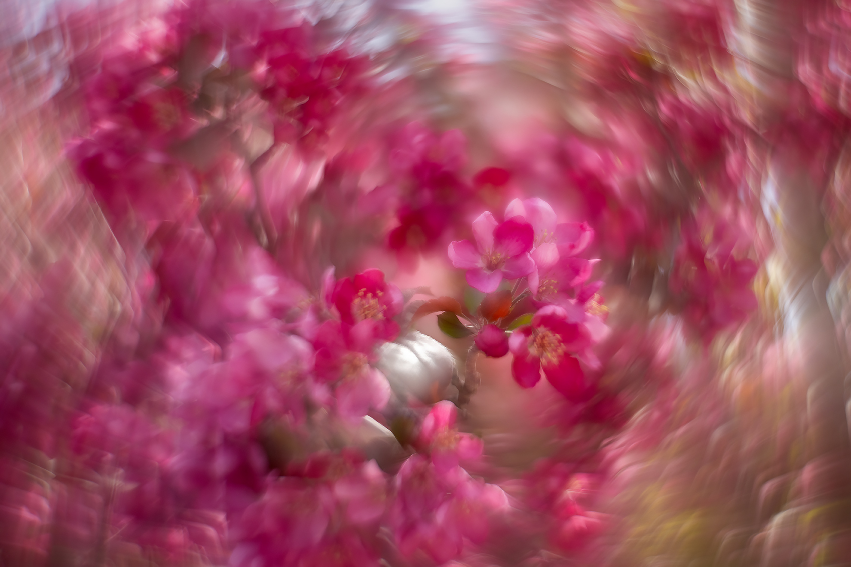 Passionately pink, Thomas Drive, Strathmore, AB, 2024-05-27