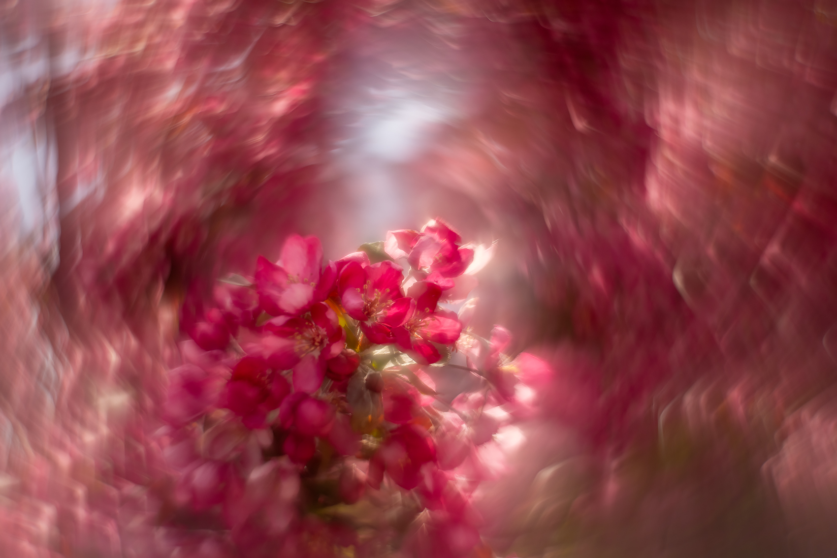 Pink palette, Lambert Park, Strathmore, AB, 2024-05-27