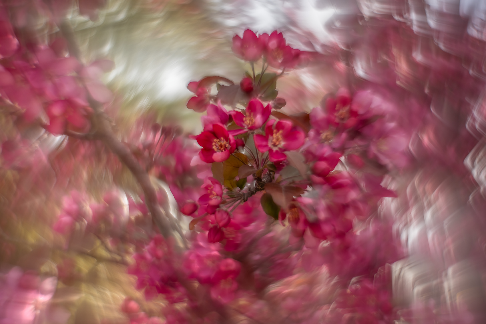 Two in the pink, Ornamental Crab, Quality Inn, Strathmore, AB, 2024-05-27