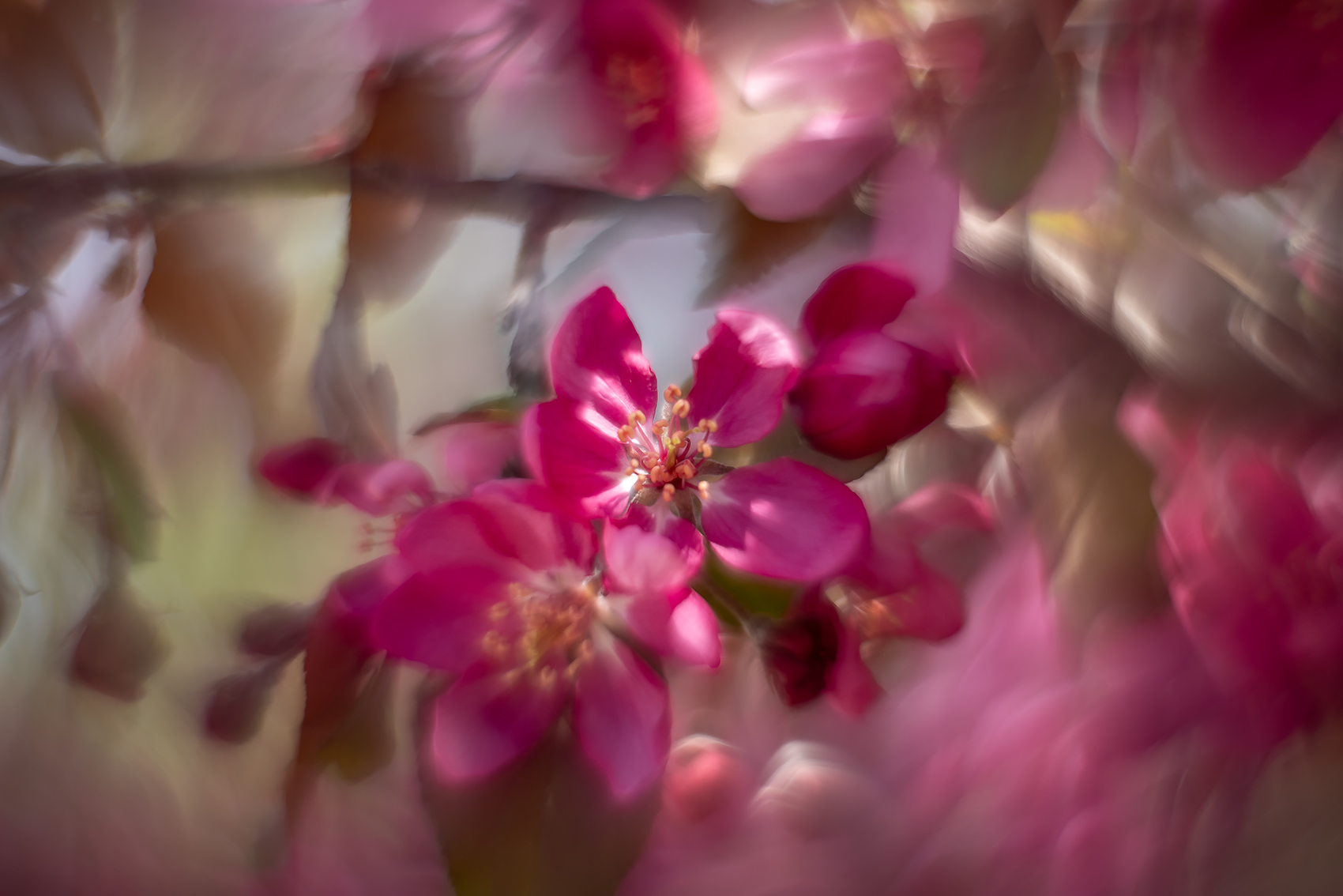 Pink in the middle, Thomas Drive, Strathmore, AB, 2024-05-27