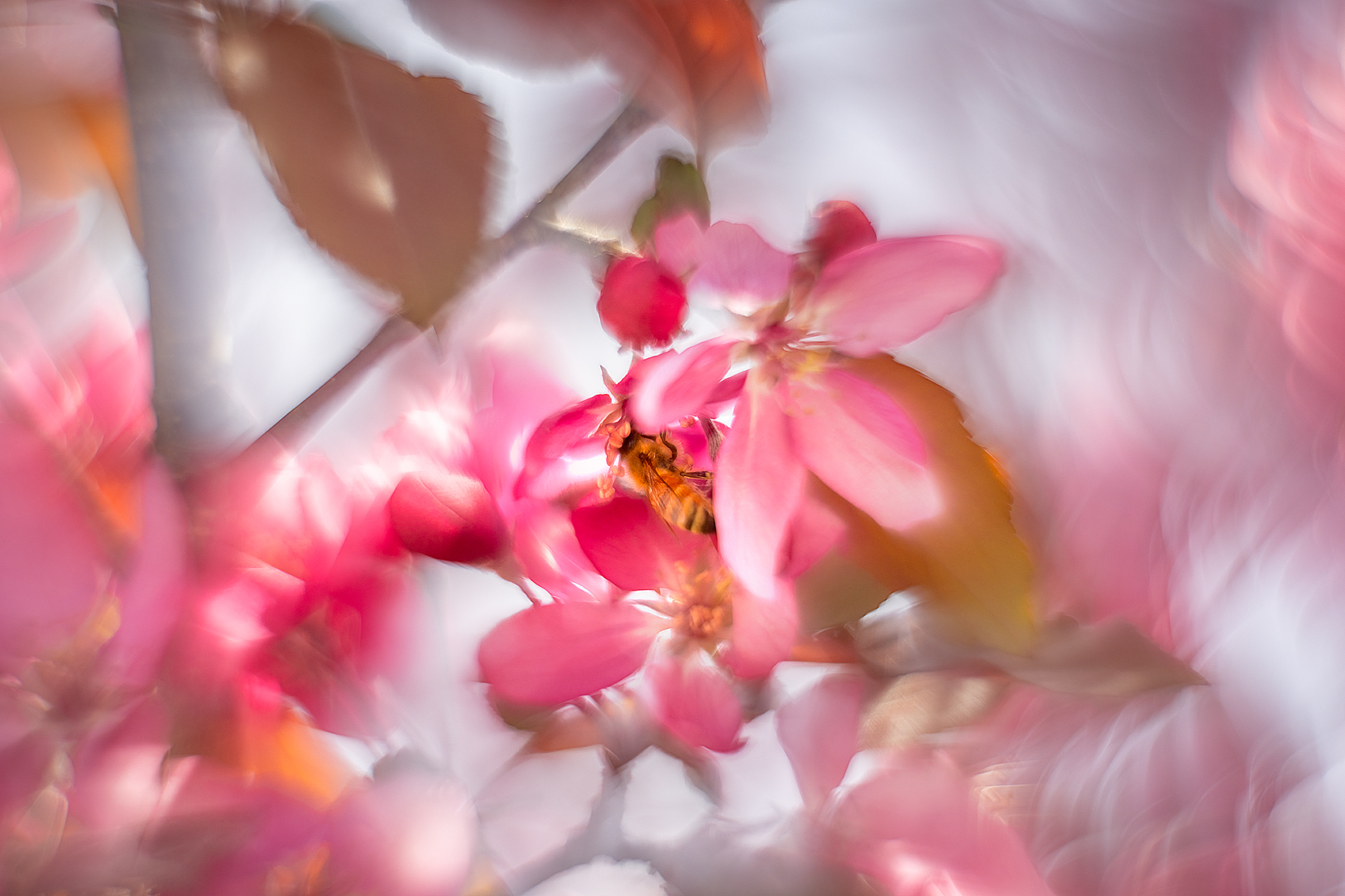 Wasp harvesting pollen, Ornamental Crab, Quality Inn, Strathmore, AB, 2024-05-27