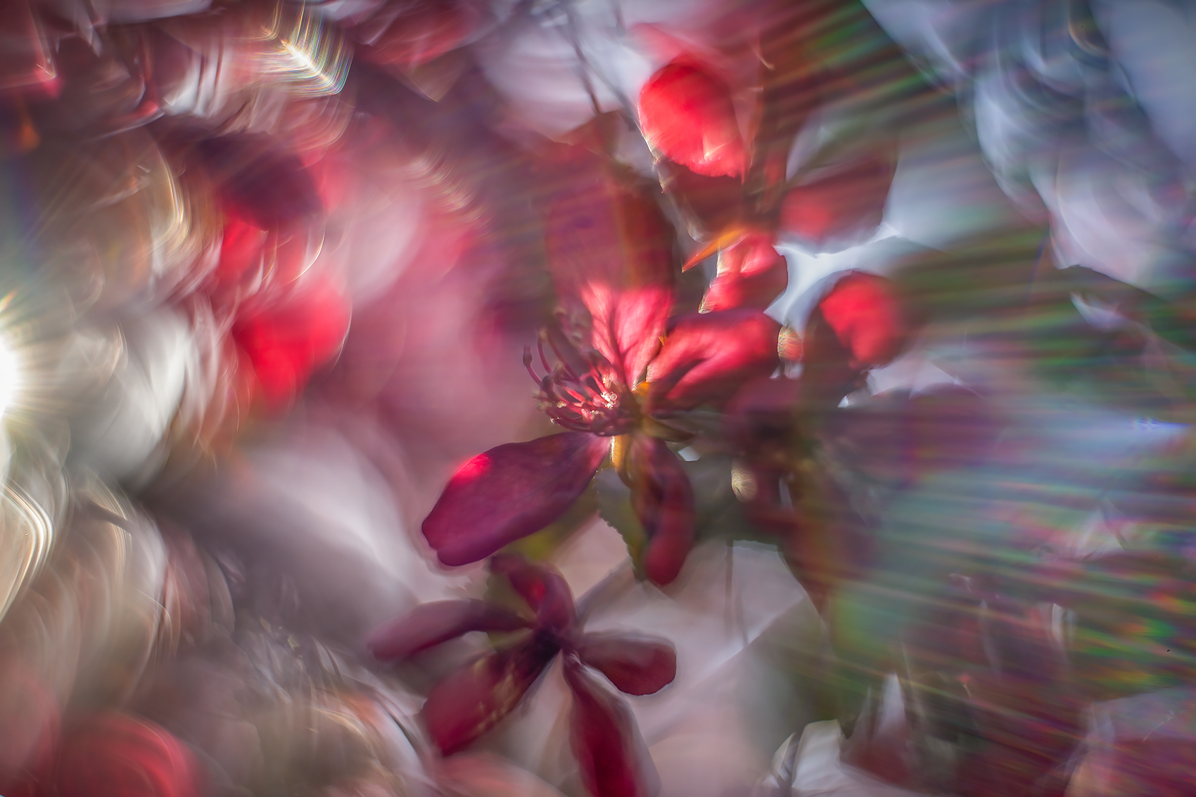 Engaging warp drive, Ornamental Crab, Quality Inn, Strathmore, AB, 2024-05-27