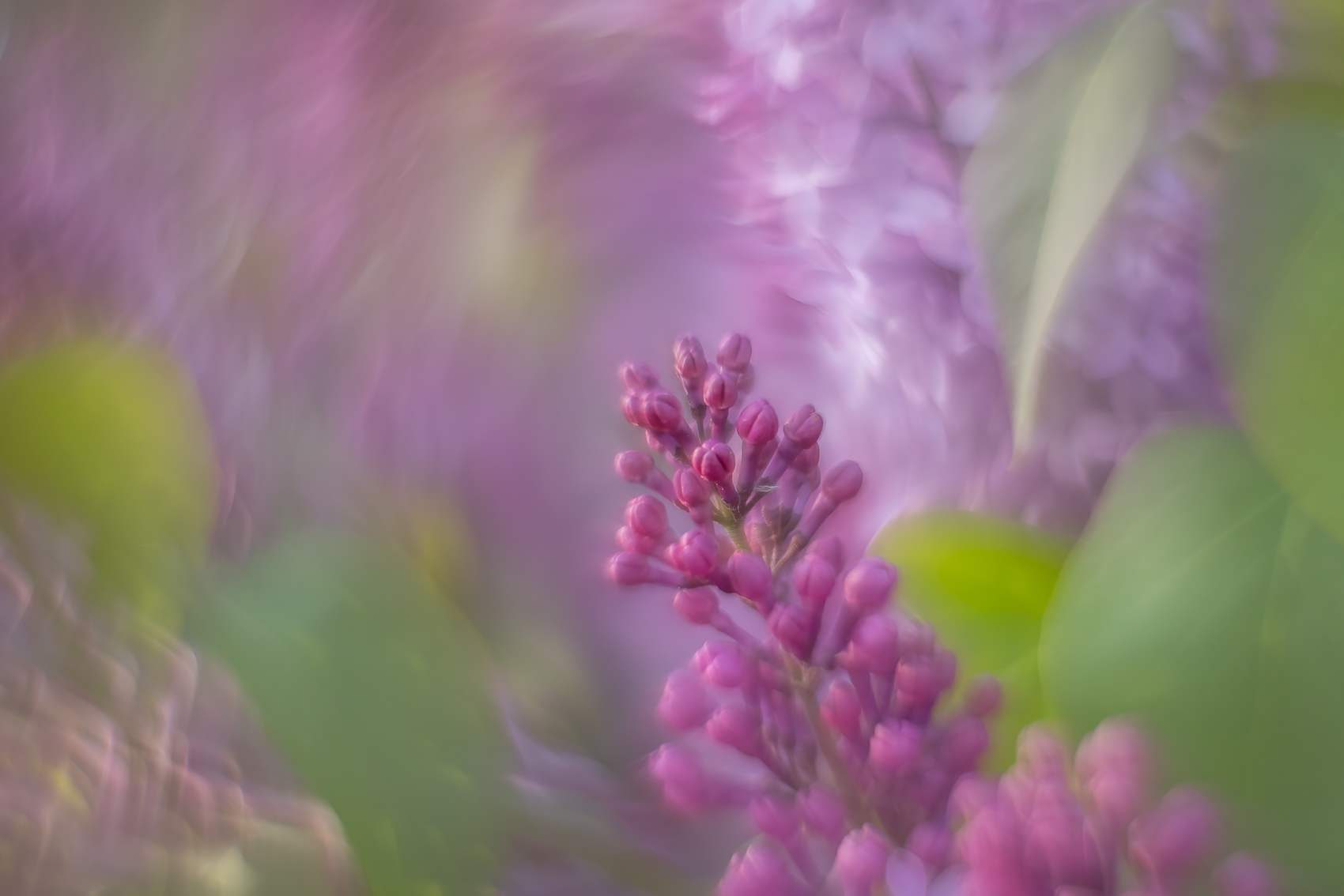 Royal colours, Lambert Park, Strathmore, AB, 2024-05-27