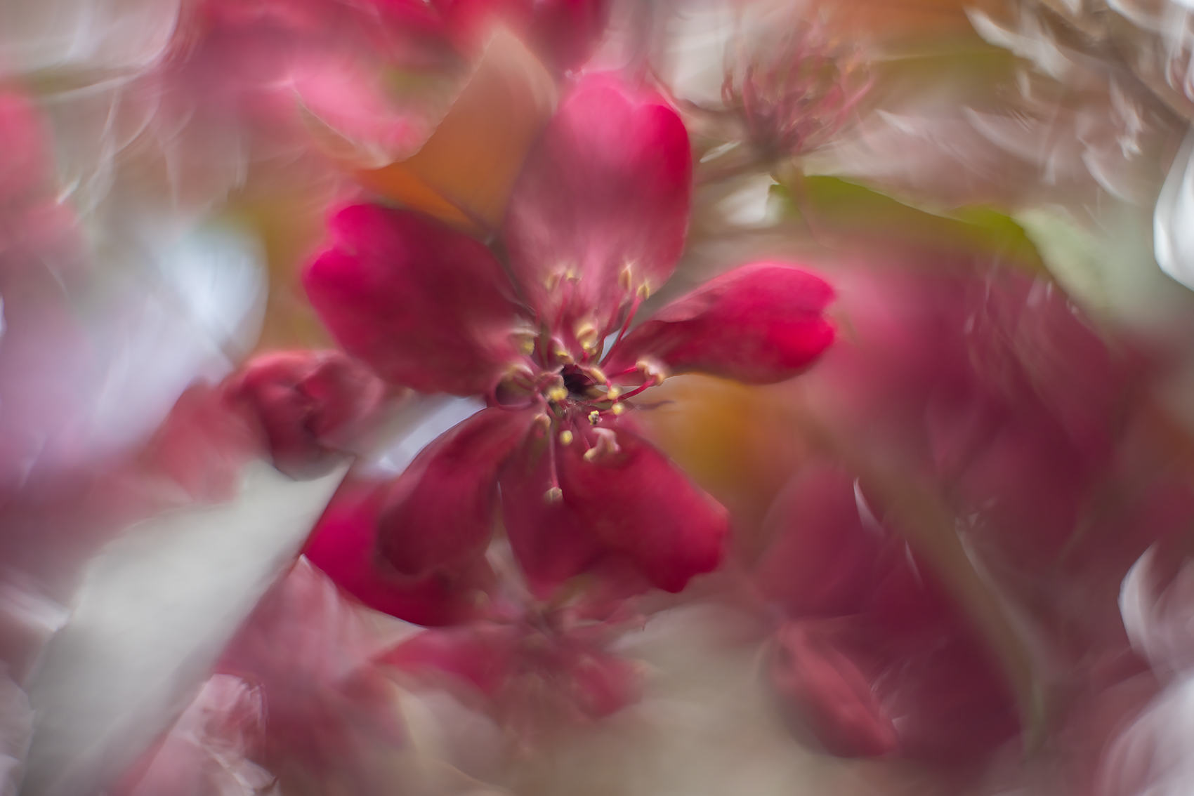 The center of attention, Ornamental Crab, My Backyard, Strathmore, AB, 2024-05-31